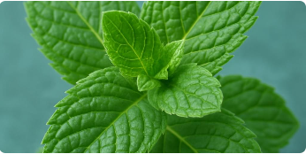 Organic Mint Leaf