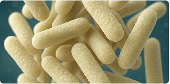 Lactobacillus Reuteri