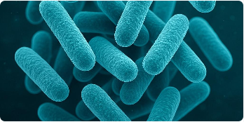 Lactobacillus Salivarius